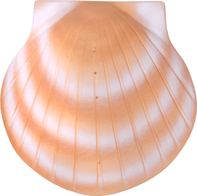peach color sea shell ur