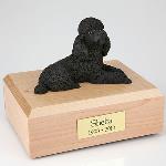 Poodle, black Laying